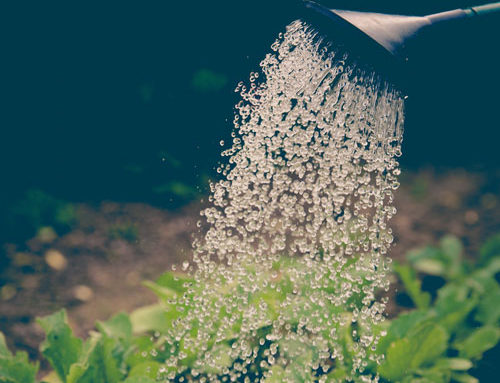 Irrigazione per l’orto domestico