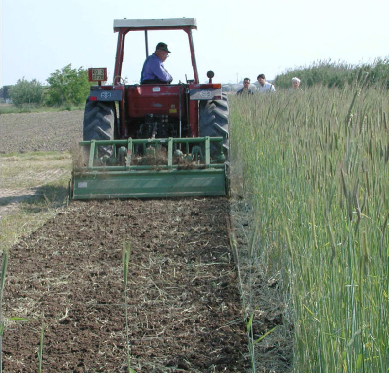 Miscuglio Sovescio 1kg - Per Terreno, Contro Nematodi, Con Trifoglio, Veccia E Favino - Foto 7