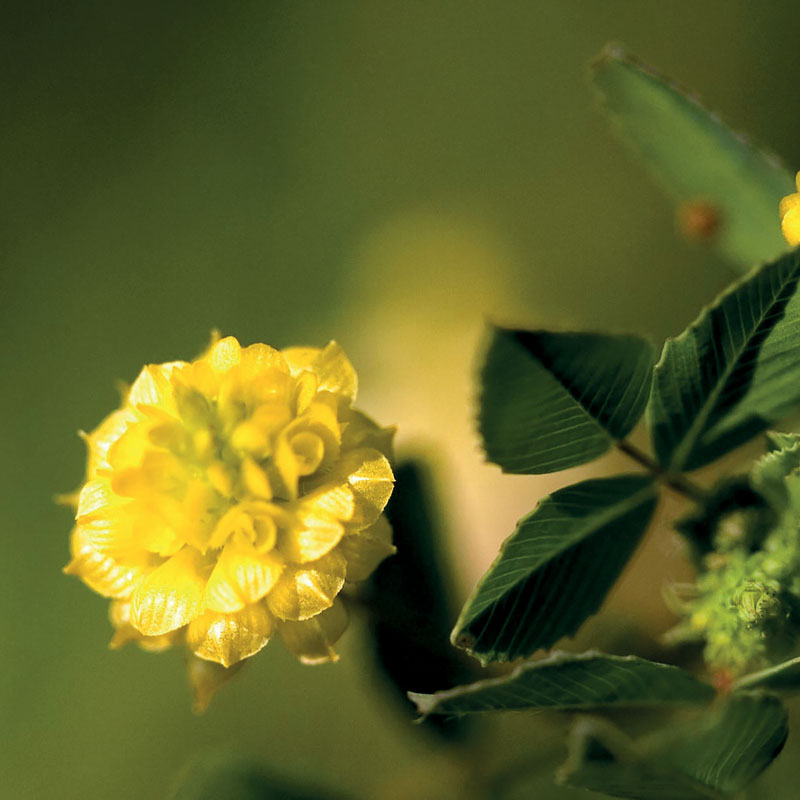 Medicago-lupolina trifoglio alessandrino