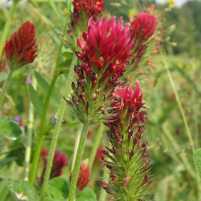 Trifolium_incarnatum trifoglio alessandrino
