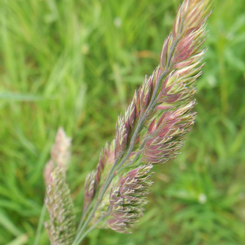 Dactylisglomerata trifoglio alessandrino