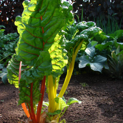 Barbabietola da foraggio orticoltura bio