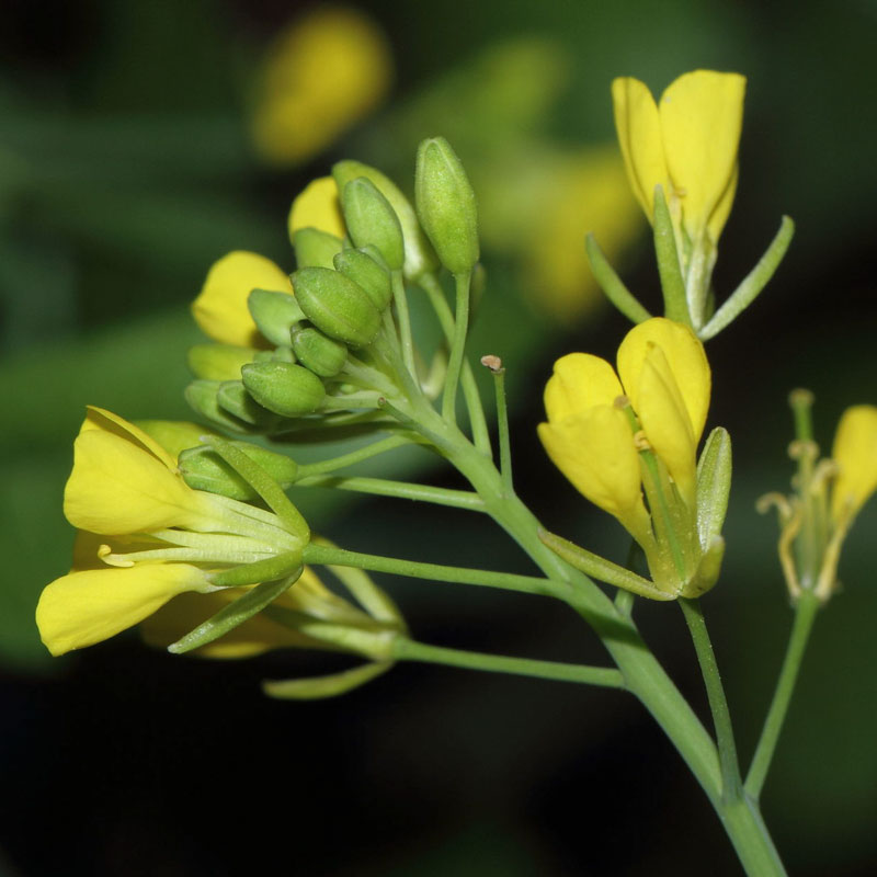 brassica-juncea trifoglio alessandrino
