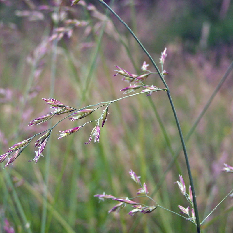 trifoglio alessandrino