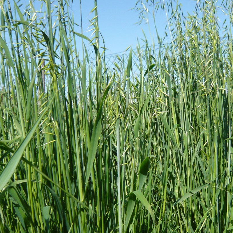 Avena-forestiera trifoglio alessandrino