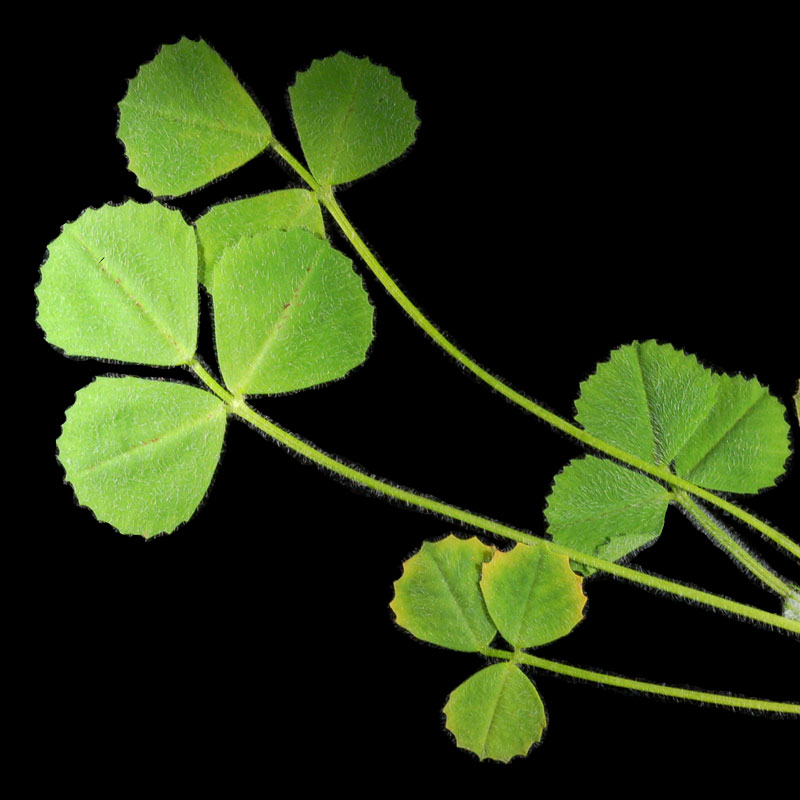 Medicago_truncatula trifoglio alessandrino