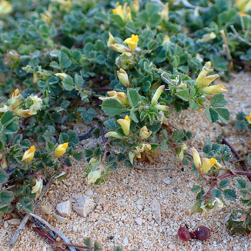 medicago-littoralis trifoglio alessandrino