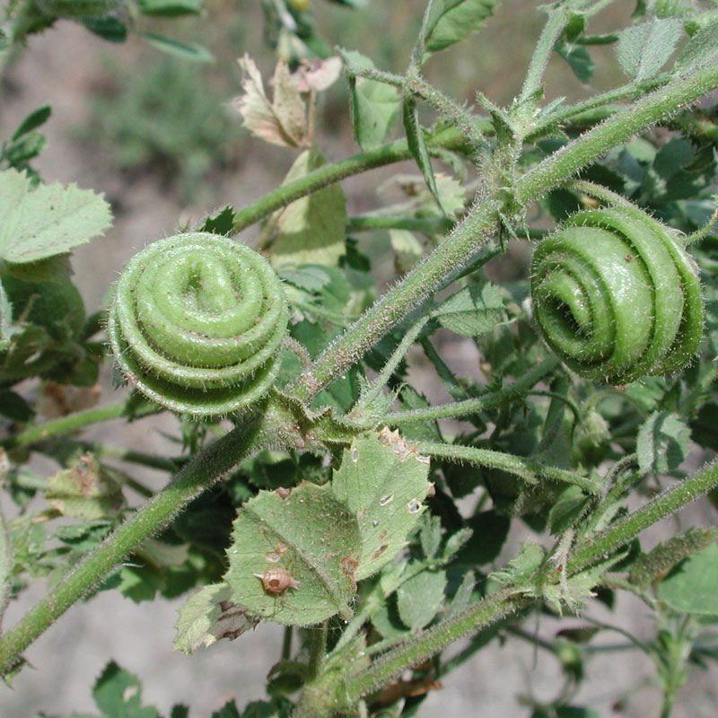 medicago-scutellata trifoglio alessandrino