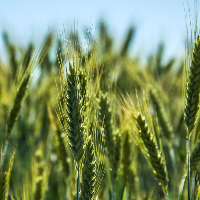 triticale-benefici-1 trifoglio alessandrino