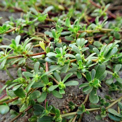 portulaca