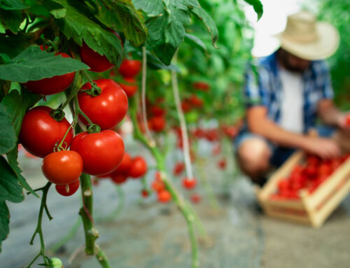 3° Corso di formazione sull’Agricoltura e Orticoltura Biologica