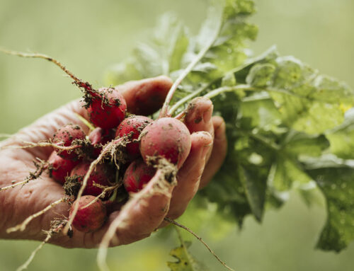 4° Corso di formazione sull’Agricoltura e Orticoltura Biologica