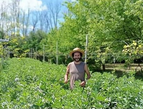 Corso Intensivo di Agroecologia e Orticoltura Biologica in campo e serra