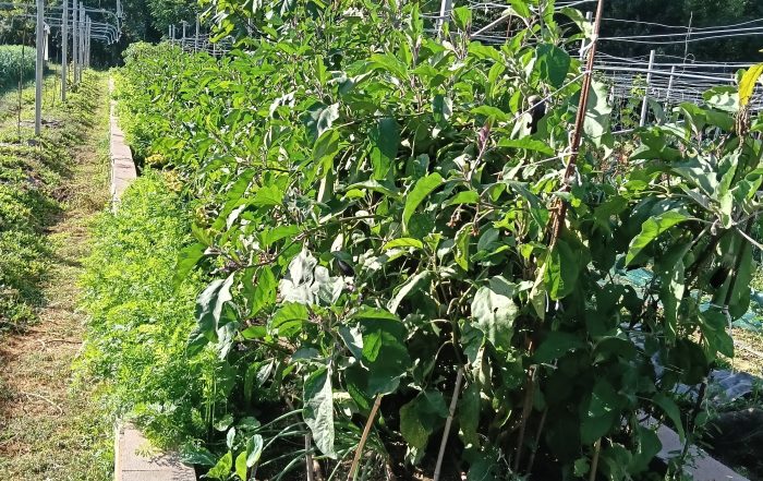 Cassone in blocchi di cemento inerte con melanzane, carote e impianto a goccia