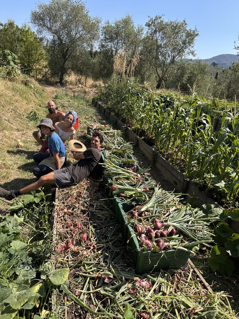 Raccolta di cipolle rosse su cassoni in legno di castagno in un oliveto