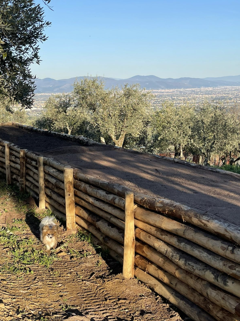 Cassone in pali di castagno riempito di compost tra gli ulivi