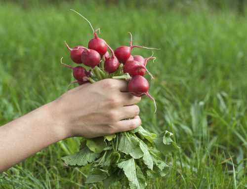 4° Corso di formazione sull’Agricoltura e Orticoltura Biologica