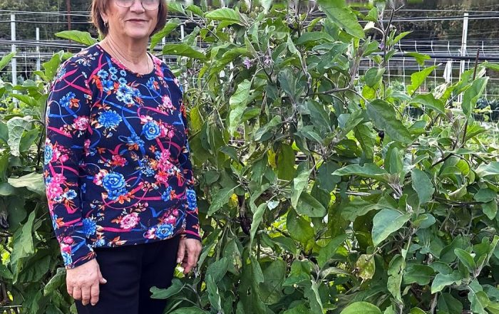 Pianta di melanzana coltivata in cassone, alta quanto una persona