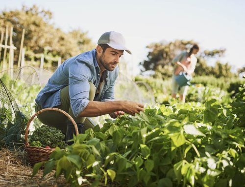3° Corso di formazione sull’Agricoltura e Orticoltura Biologica